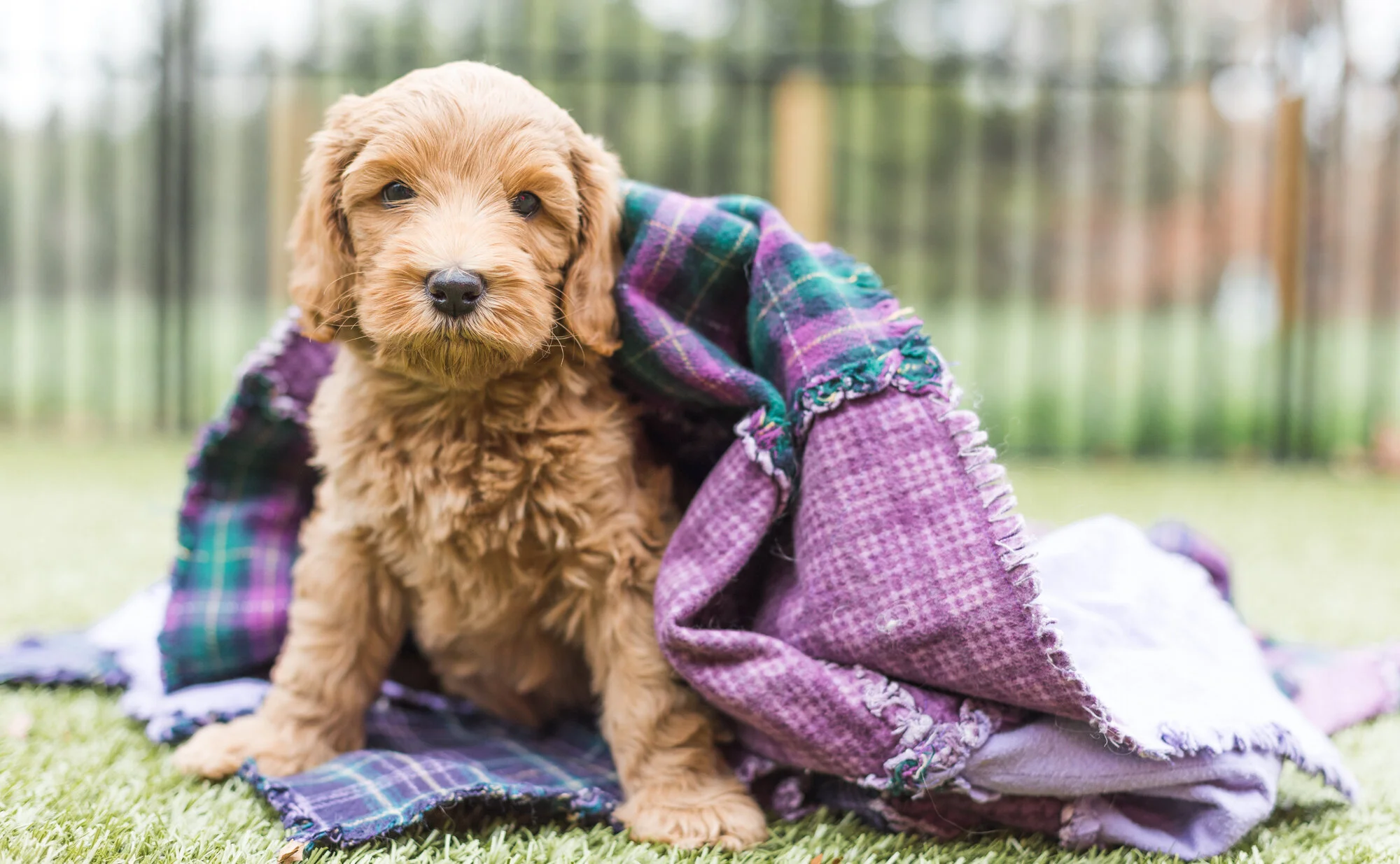 Guardian Program Already Trained Australian Labradoodles